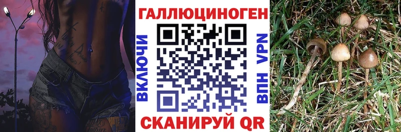 Купить  Кыштым  Псилоцибиновые грибы мицелий 